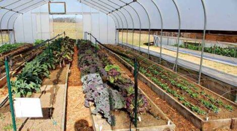 drip-irrigation-watering-systems